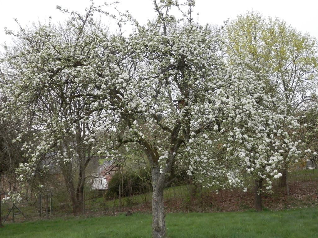 Kultur-Birne in voller Blüte im Frühjahr