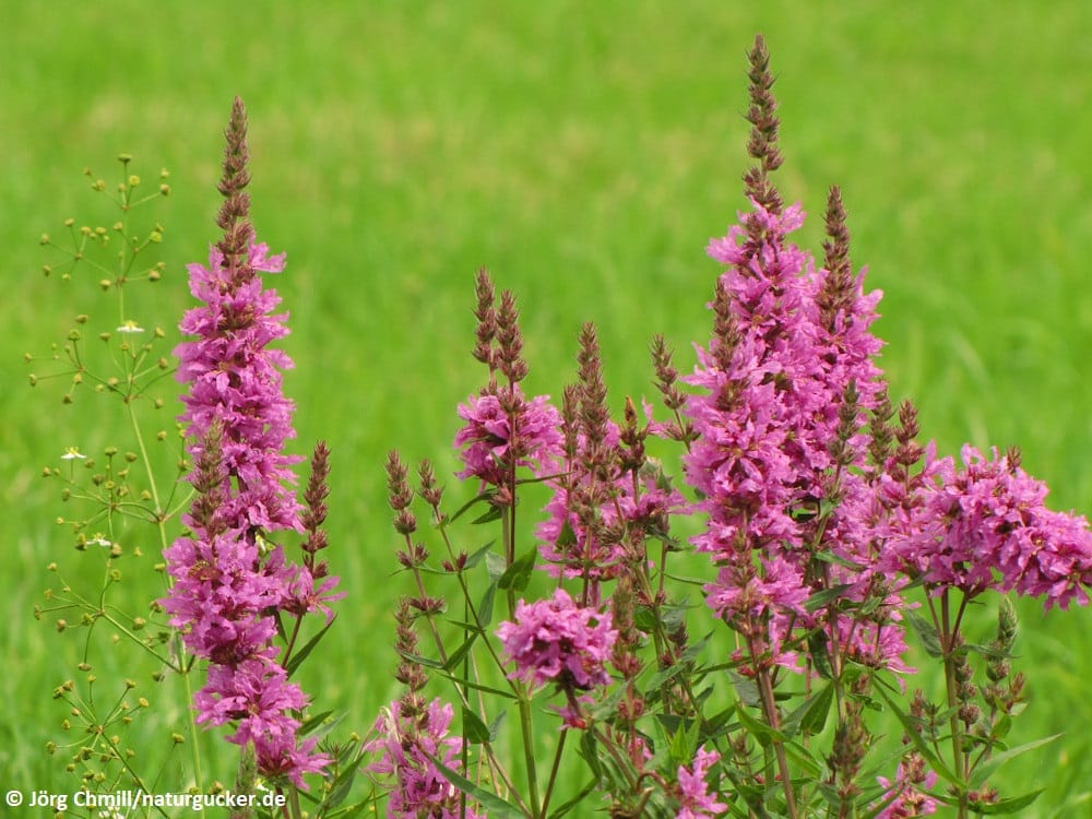 Blutweiderich in voller Blüte auf grüner Wiese