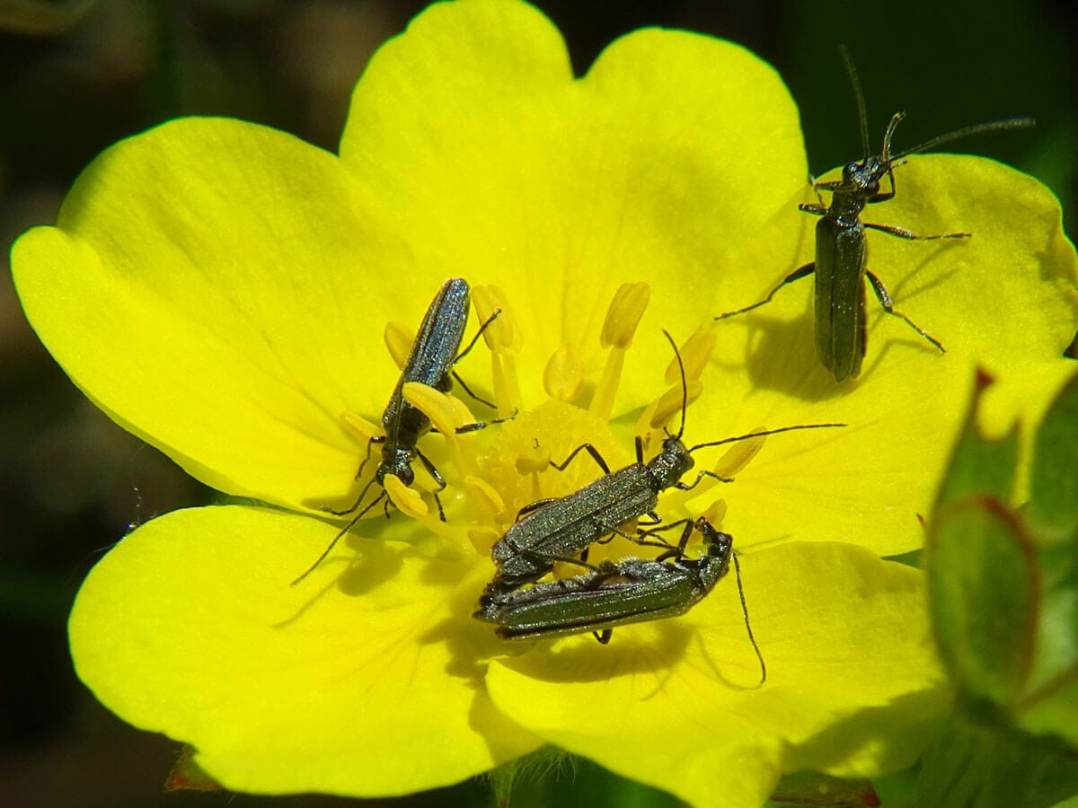 Grünliche Scheinbockkäfer auf gelber Blüte