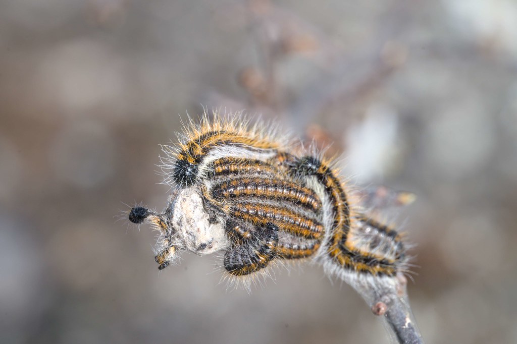 Aporia Crataegi