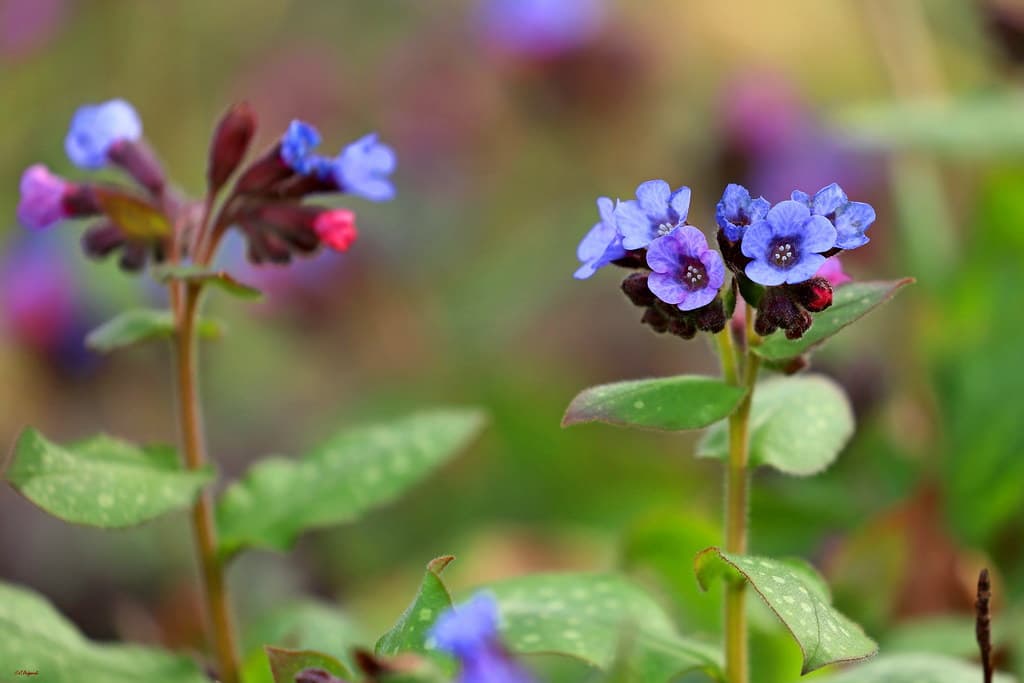 Geflecktes Lungenkraut mit blauen Blüten