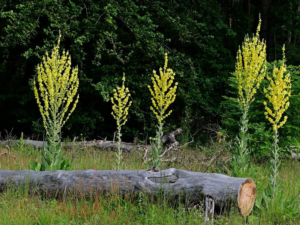 Mehlige Königskerze blühend im Naturhabitat
