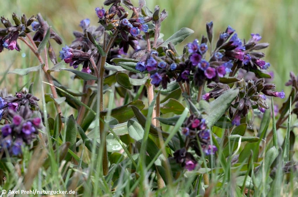 Weiches Lungenkraut in violetter Blüte