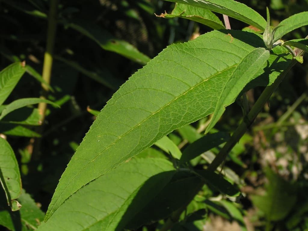 Schmetterlingsflieder Bluete