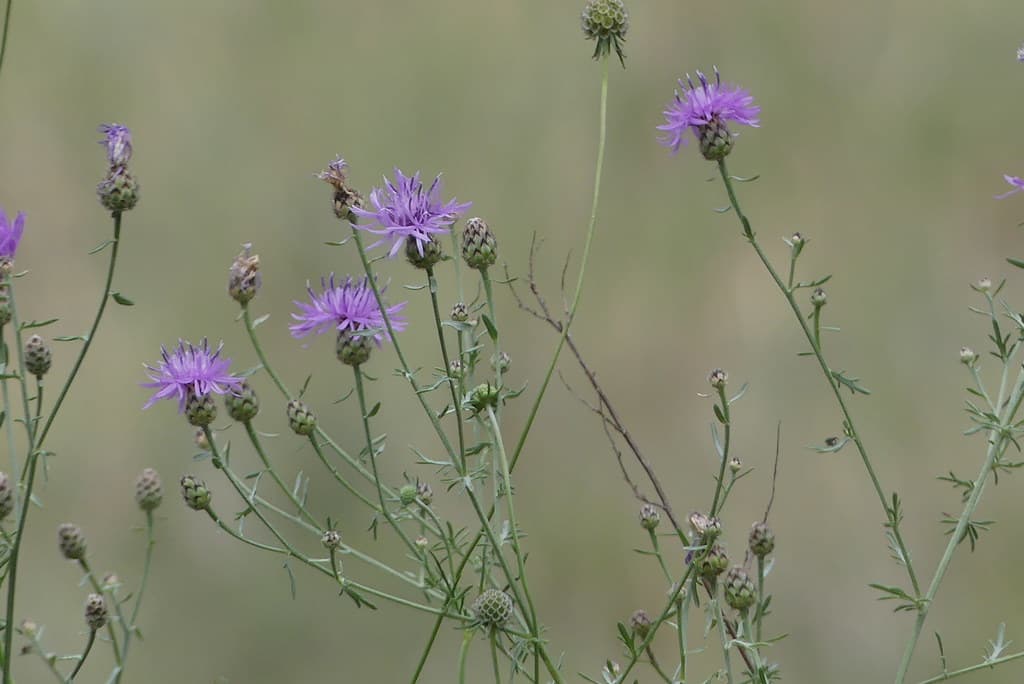 Rispen-Flockenblume in Blüte mit Knospen