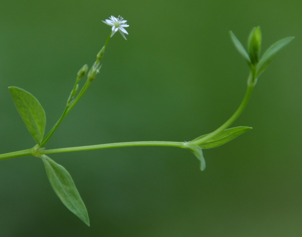 Stellaria Alsine