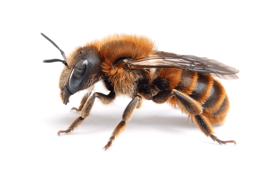 Osmia Aurulenta