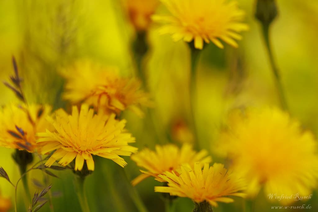Gewöhnliches Ferkelkraut in voller Blüte