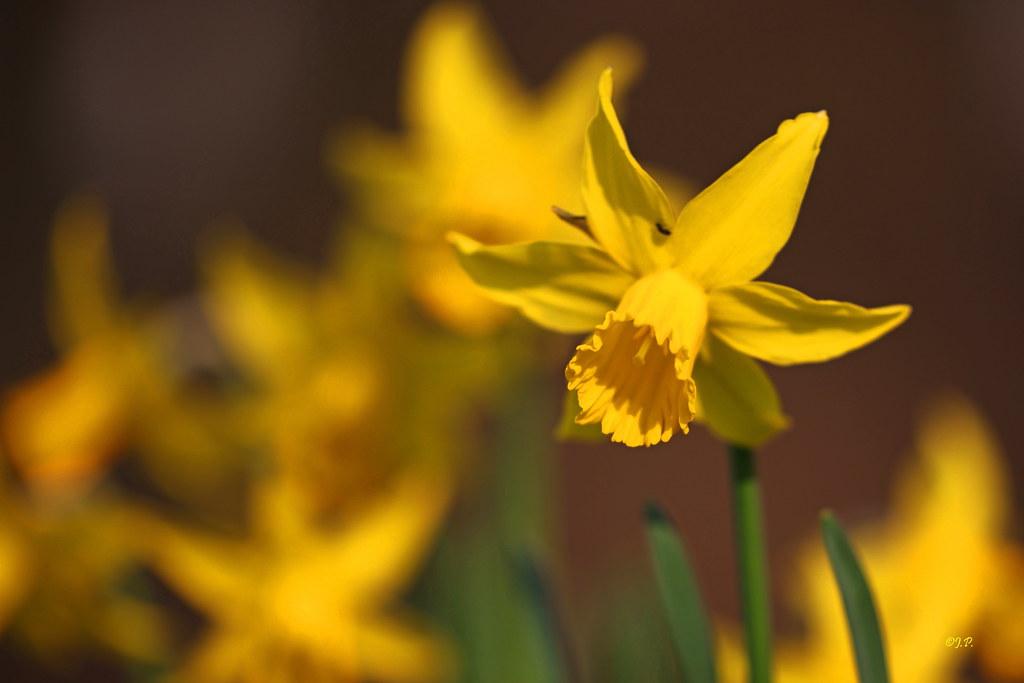Narcissus Pseudonarcissus