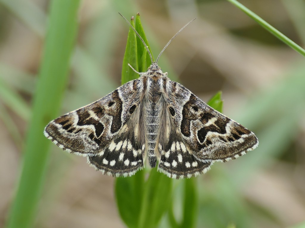 Euclidia Mi