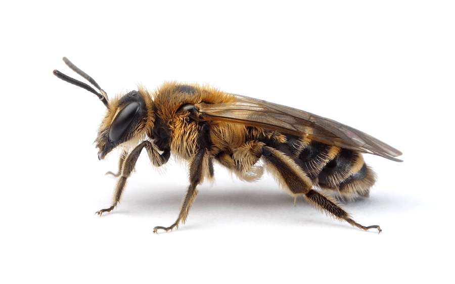 Andrena Propinqua