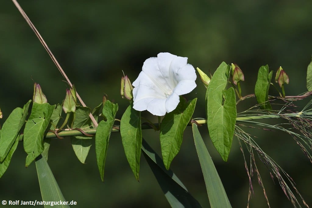 Zaunwinde mit weißer Blüte und Knospen