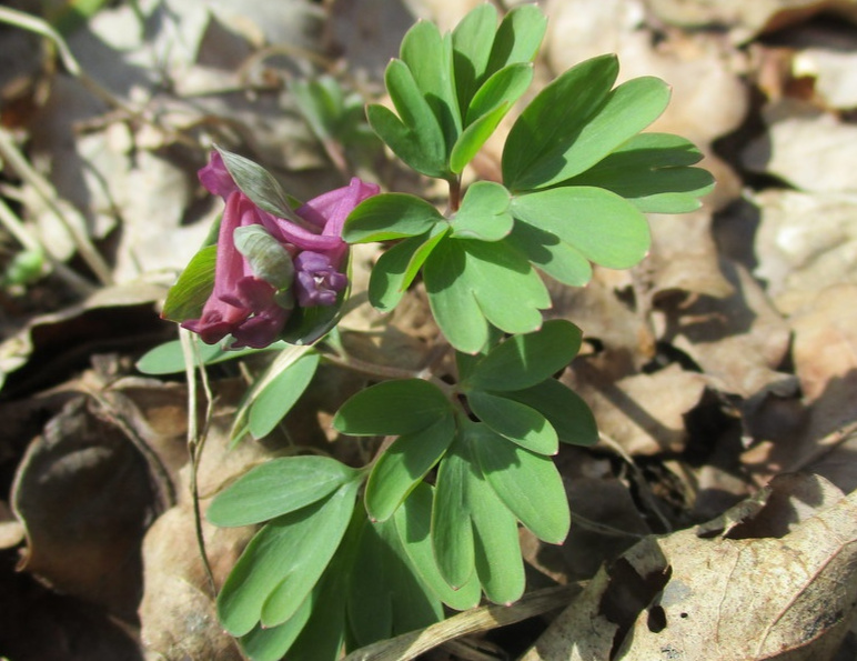Corydalis Intermedia