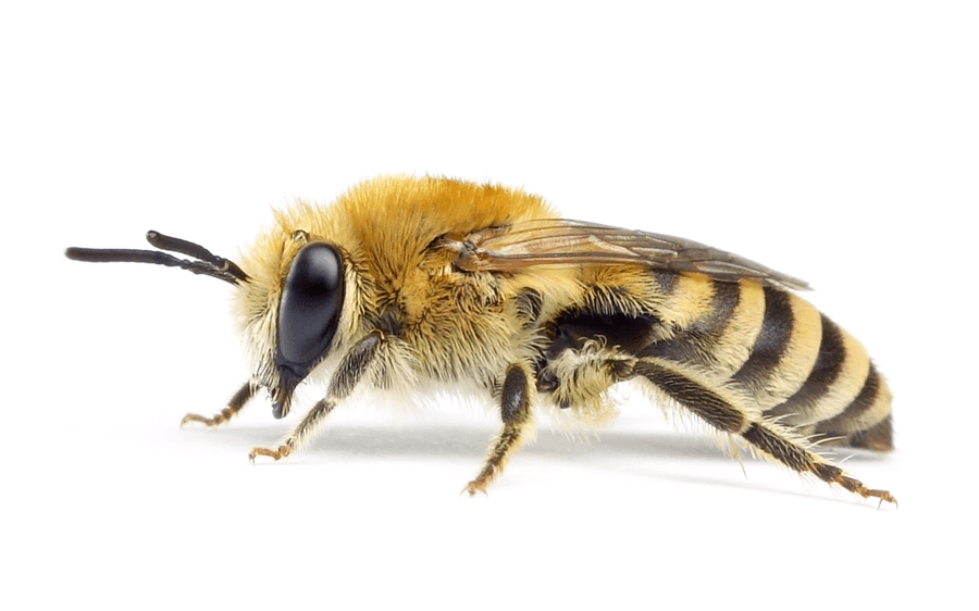 Colletes Fodiens