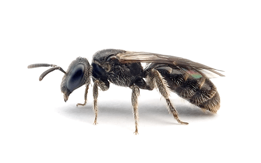 Lasioglossum Semilucens