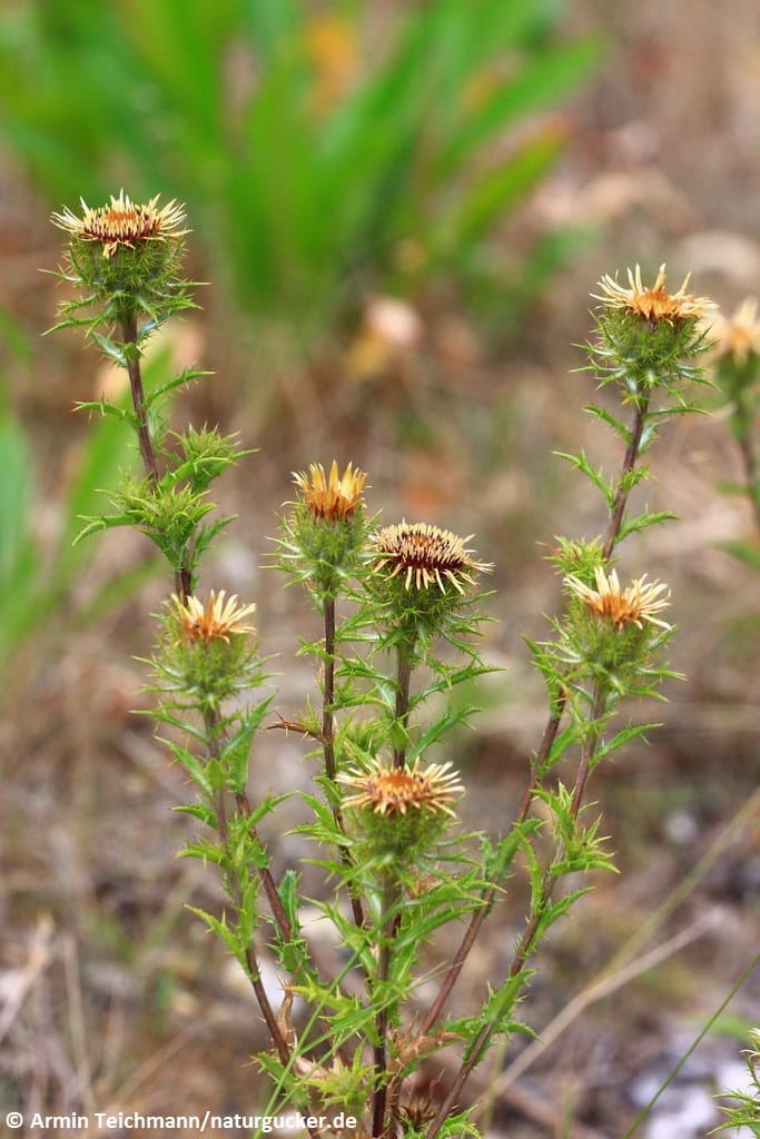 Golddistel (Carlina vulgaris) in Blüte