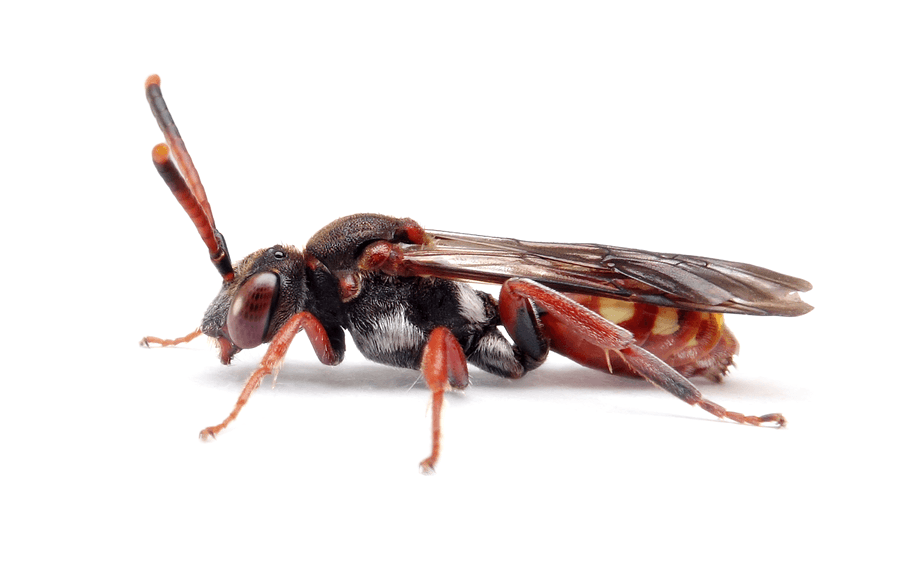 Bedornte Wespenbiene (Nomada armata) Nahaufnahme