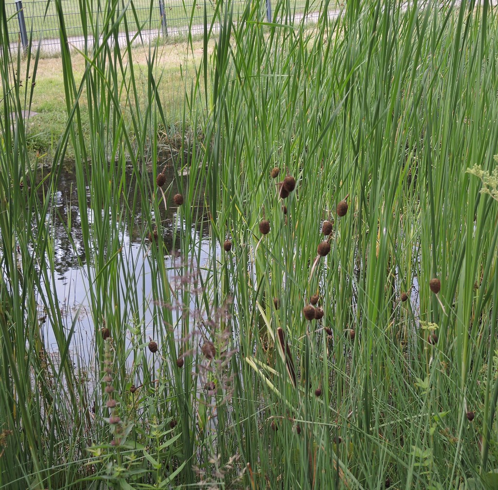 Typha Minima