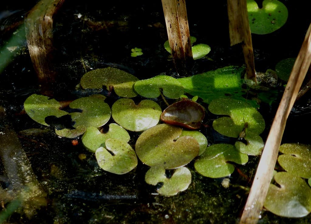Europaeischer Froschbiss Blatt