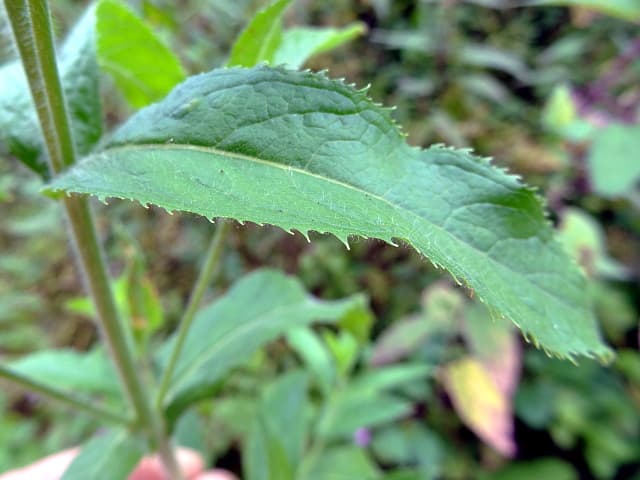 Zottiges Weidenroeschen Blatt