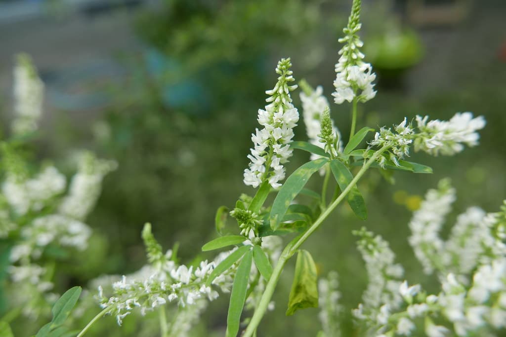 Weißer Steinklee in voller Blüte