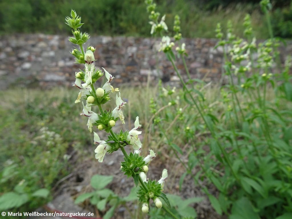 Aufrechter Ziest mit weißen Blüten