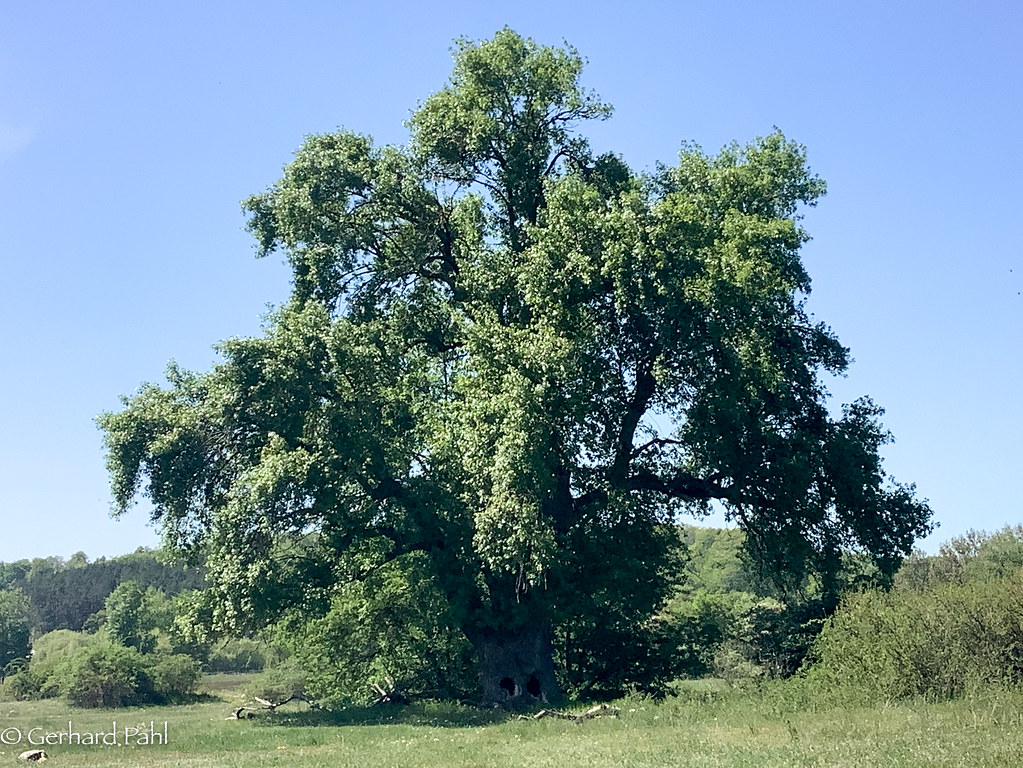 Schwarz-Pappel (Populus nigra)