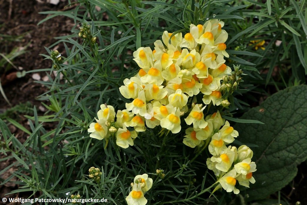 Echtes Leinkraut mit gelben Blüten im Blütenstand