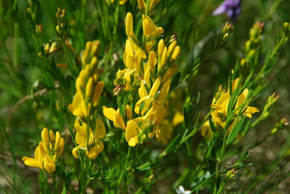 Färber-Ginster in voller Blüte mit gelben Blütenständen