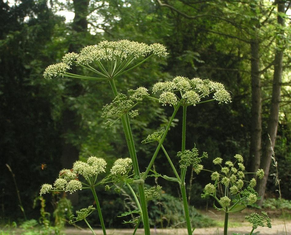 Wiesenbärenklau mit weißen Doldenblüten