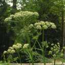 Wiesenbärenklau