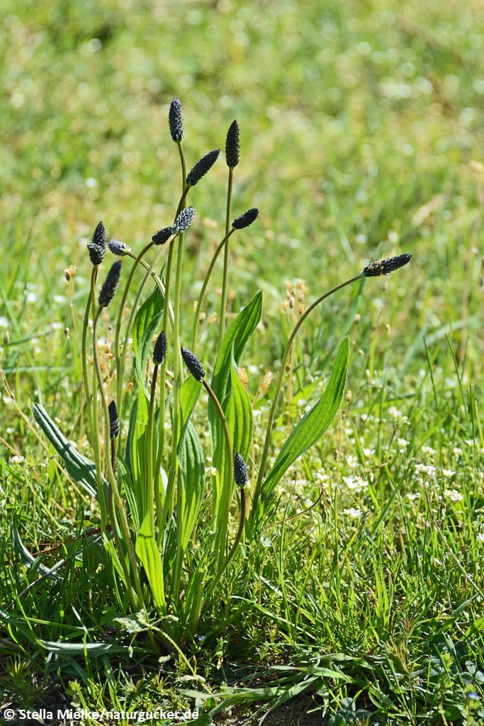 Spitzwegerich mit Blütenähren im Gras