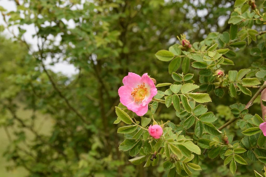 Weinrose (Rosa rubiginosa) mit rosa Blüte