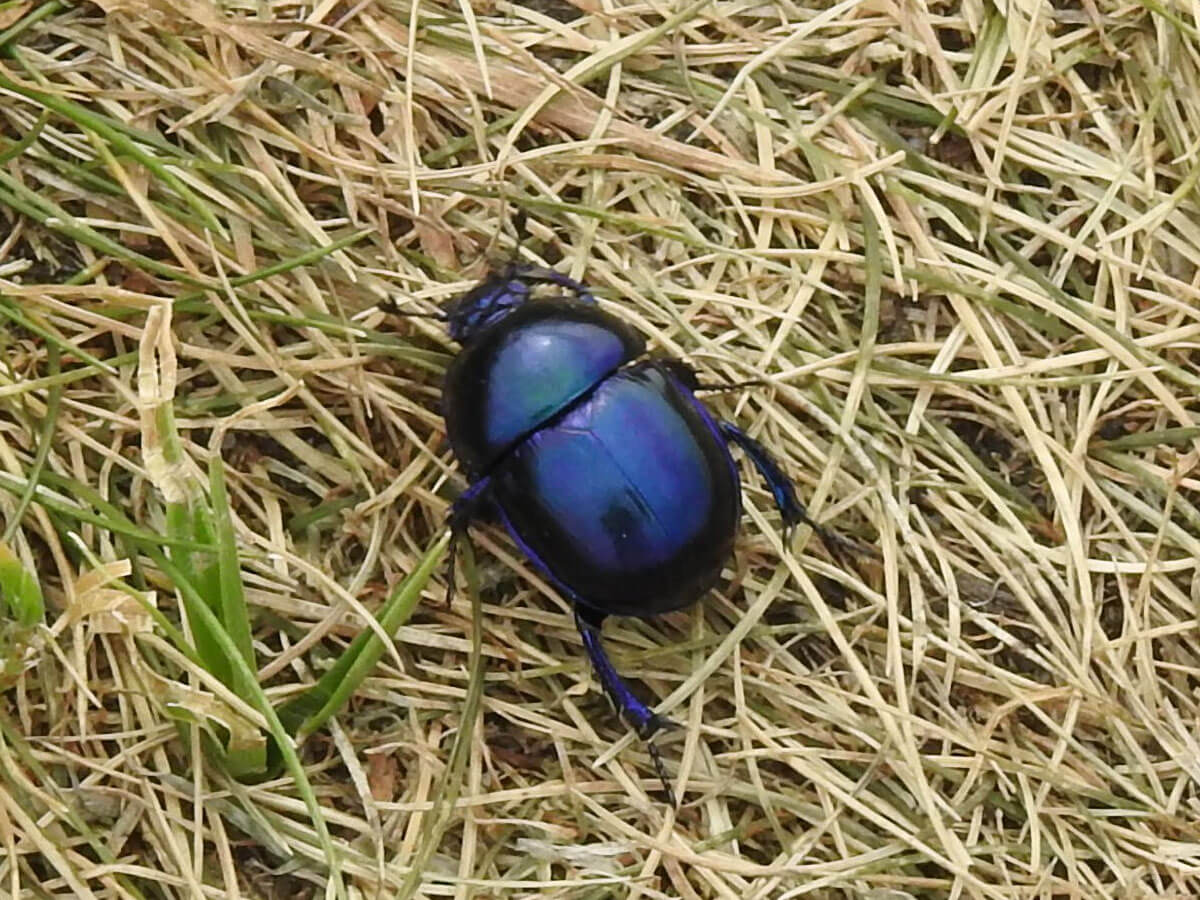 Frühlings-Mistkäfer auf Stroh und Gras