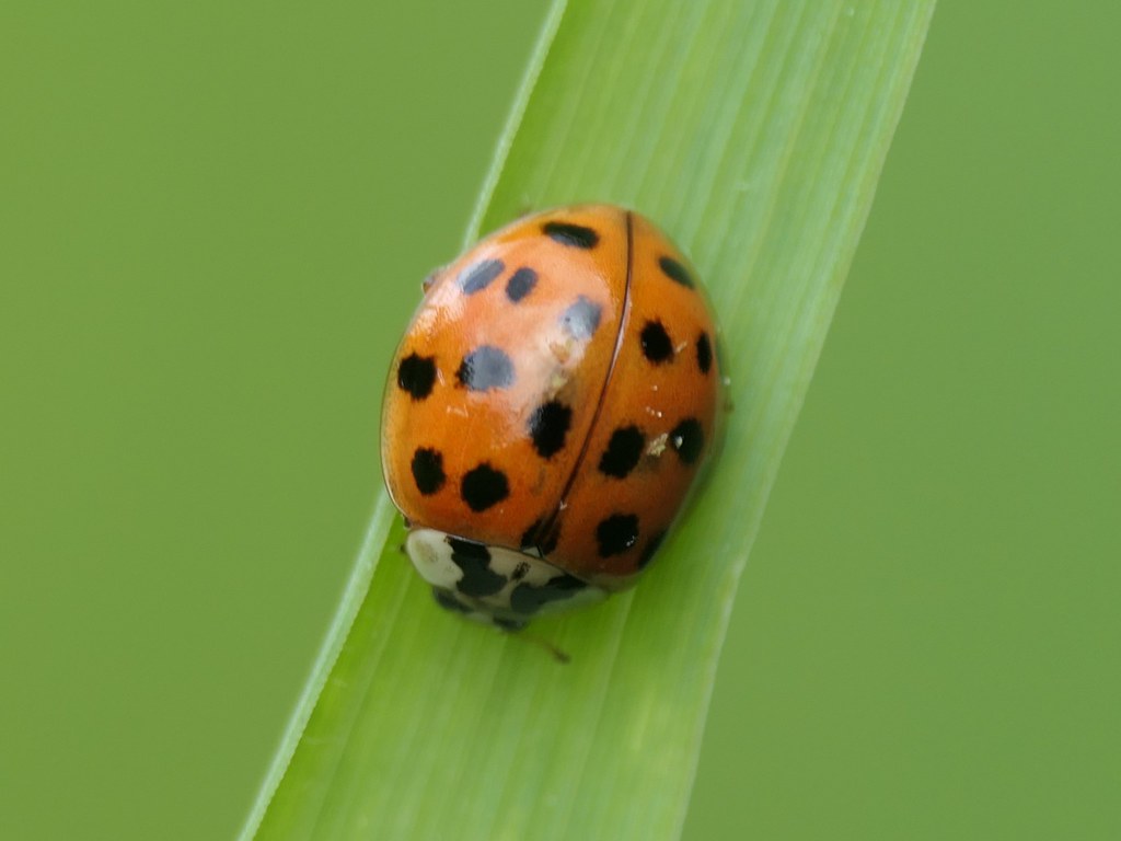 Harmonia Axyridis