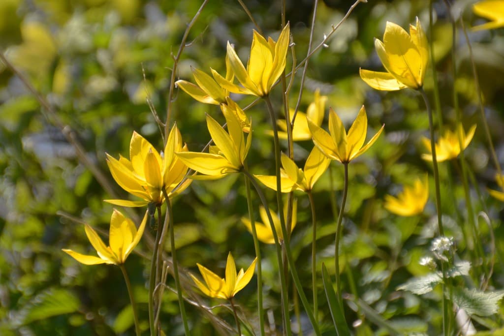 Wilde Tulpen in voller Blüte - Gelbe Frühjahrsblüher
