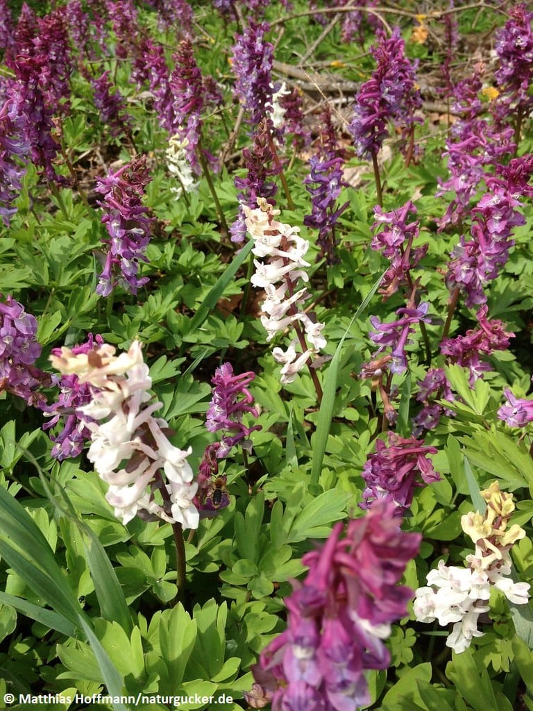 Hohler Lerchensporn in Blüte - violett und weiß
