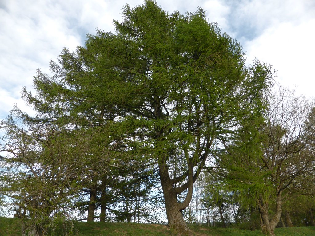 Europäische Lärche (Larix decidua)