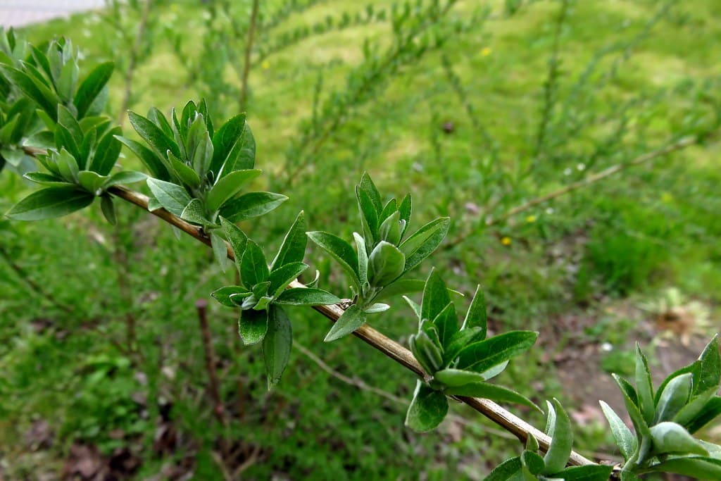 Wechselblaettriger Sommerflieder Bluete