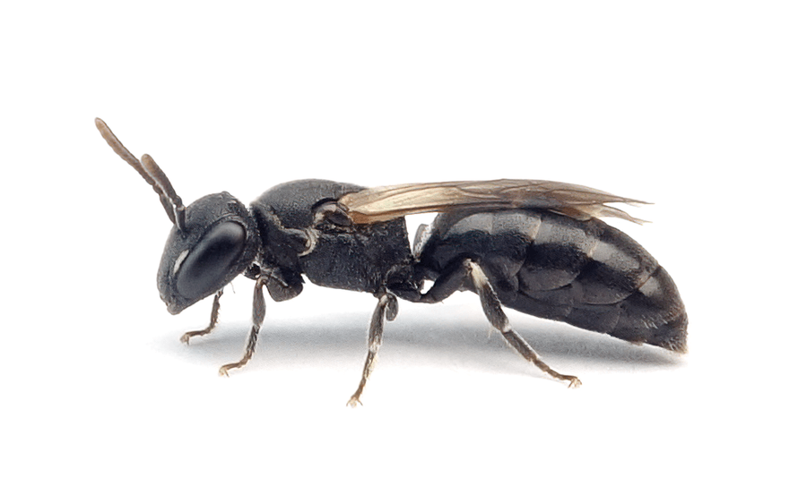 Hylaeus Paulus