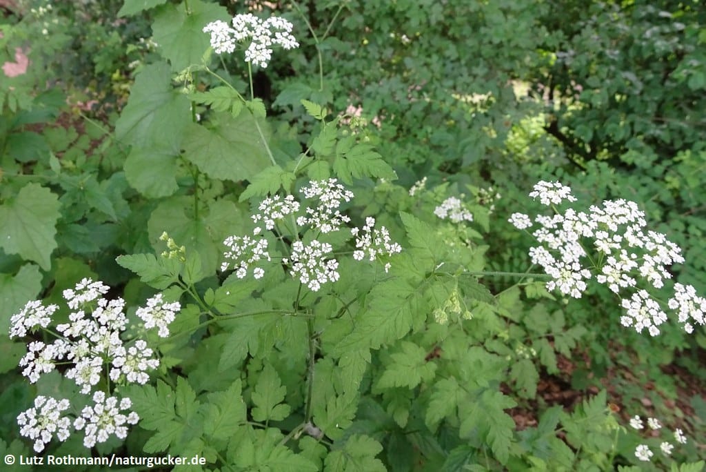 Heckenkälberkropf mit weißen Blüten im Habitat