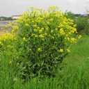 Gewöhnliches Barbarakraut