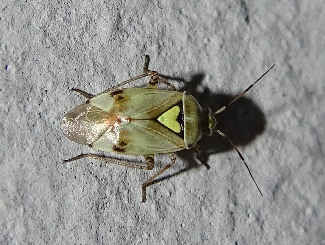 Gemeine Wiesenwanze auf grauer Oberfläche