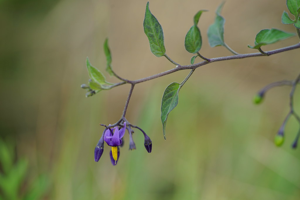 Solanum Dulcamara