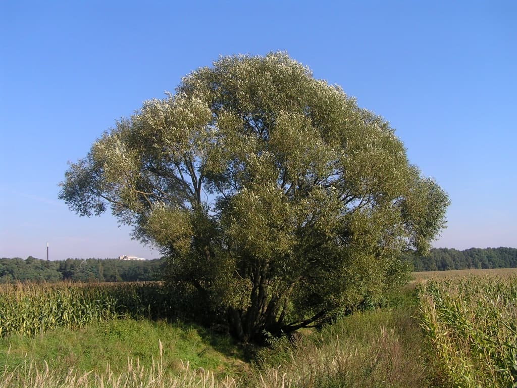 Gewöhnliche Silber-Weide in Feldlandschaft