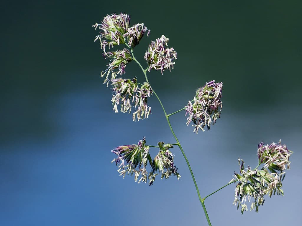 Knäuelgras mit Blütenständen gegen blauen Himmel