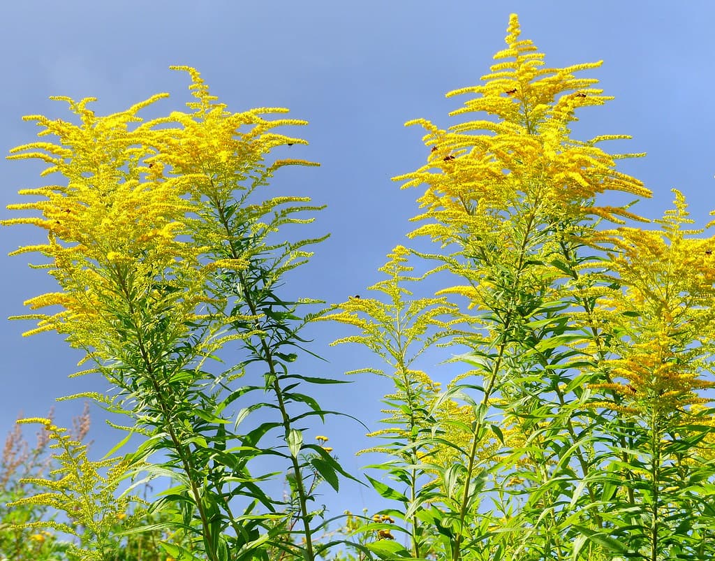 Kanadische Goldrute in voller Blüte vor blauem Himmel