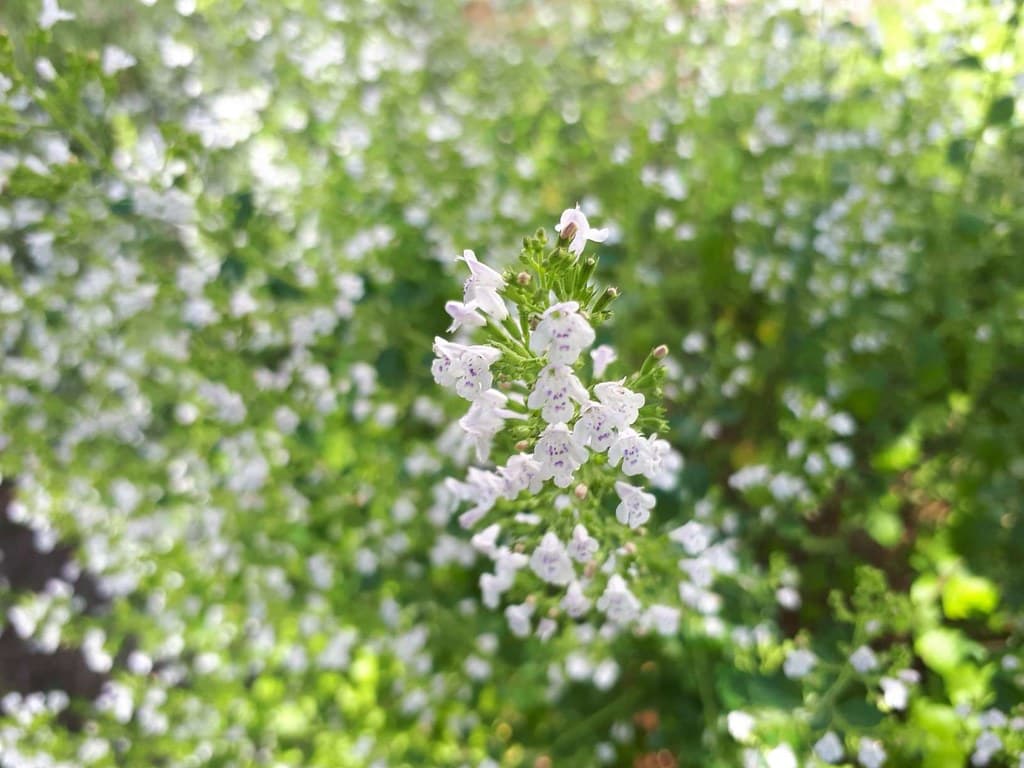 Kleinblütige Bergminze in voller Blüte