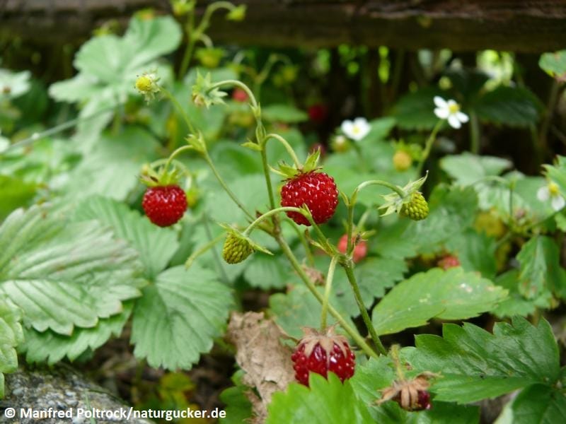 Walderdbeere mit reifen roten Früchten