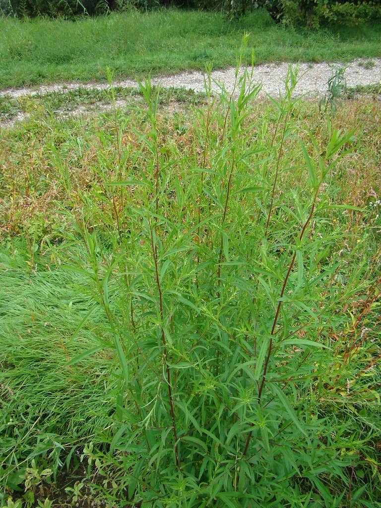 Estragon Blatt